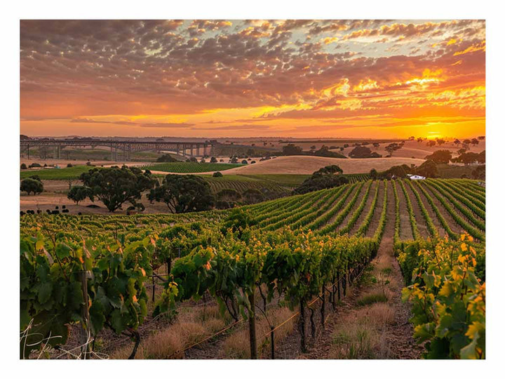 Barossa Vineyards