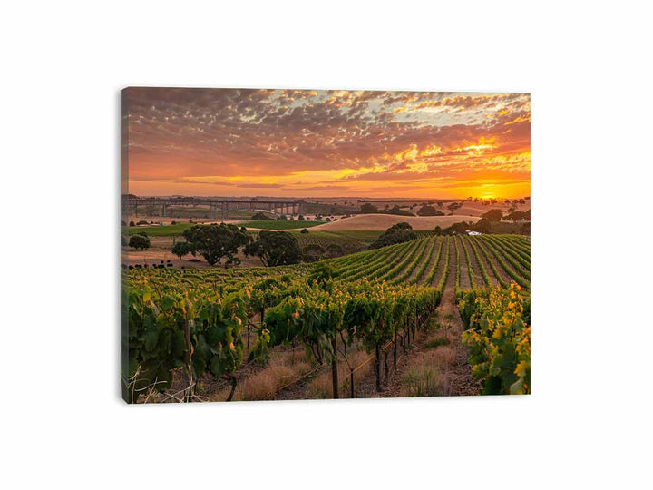 Barossa Vineyards Canvas Print