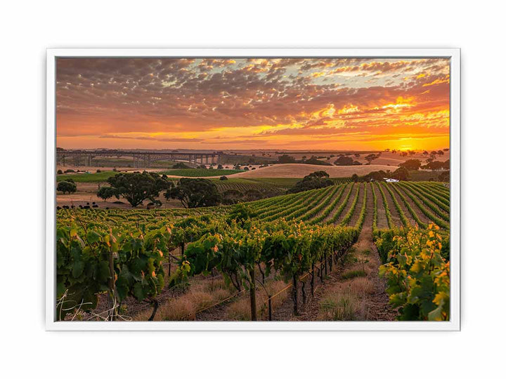 Barossa Vineyards Framed Print