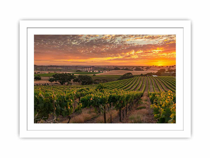 Barossa Vineyards Streched canvas