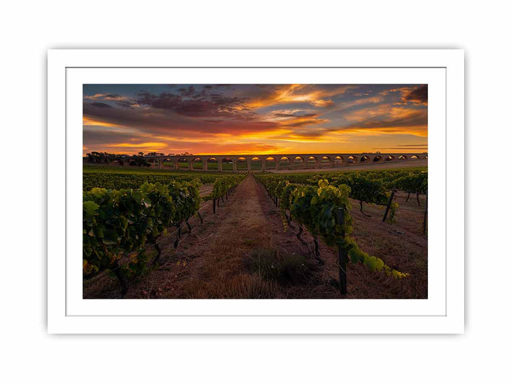 Barossa Vineyards  Streched canvas