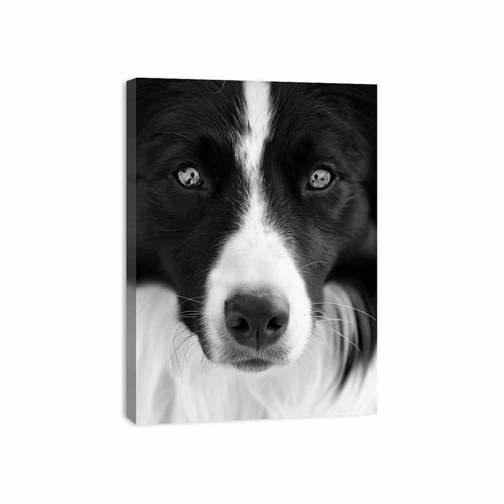 Dog  Canvas Print