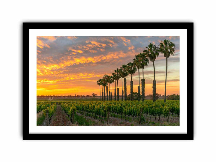 Barossa Vineyards   Art Print