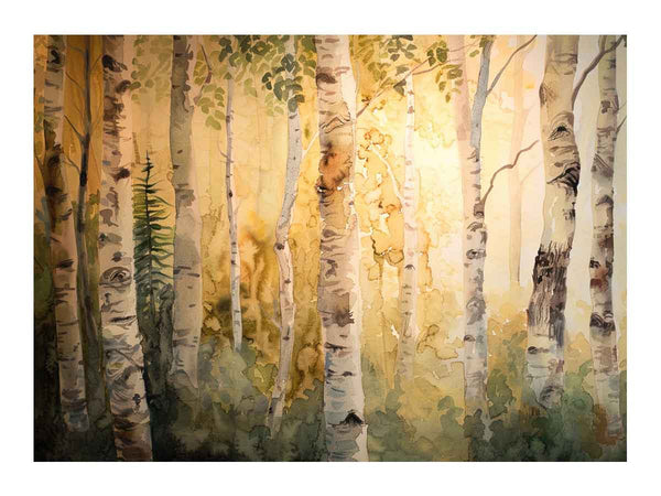 Birch Trees