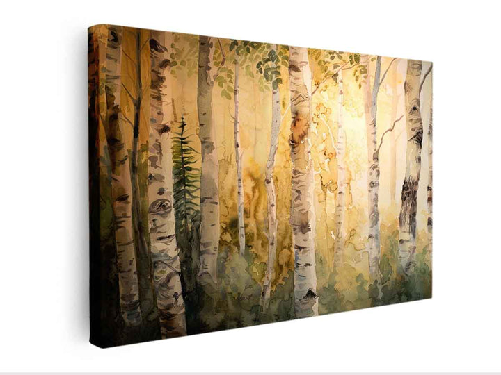 Birch Trees Canvas Print