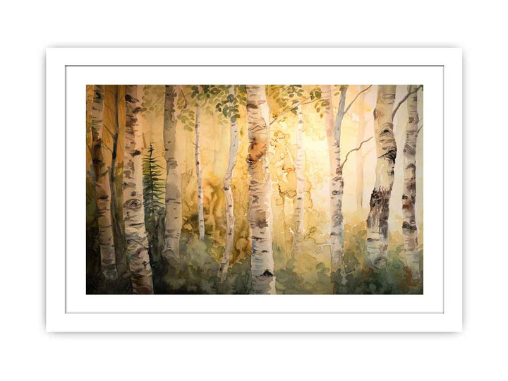 Birch Trees Streched canvas