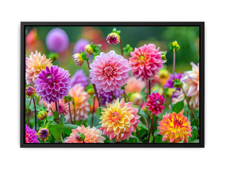 Dahlia Flowers  Poster