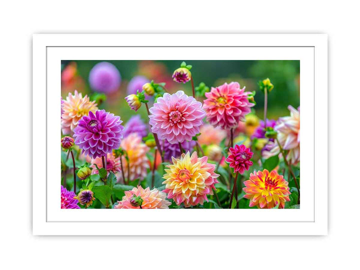 Dahlia Flowers Streched canvas