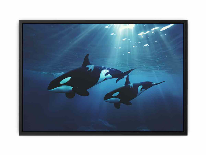 Orcas Swimming  Painting