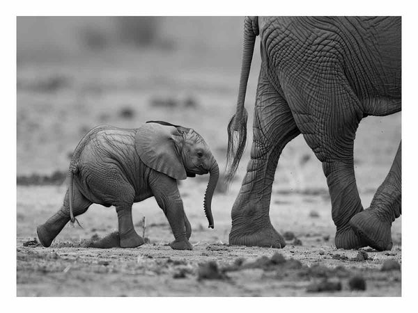 Baby Elephant  