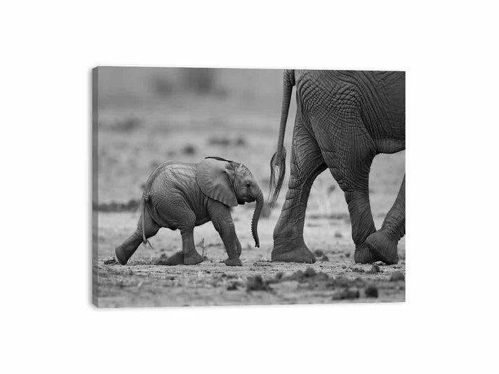 Baby Elephant   Canvas Print