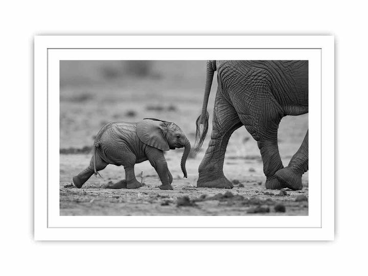 Baby Elephant   Streched canvas