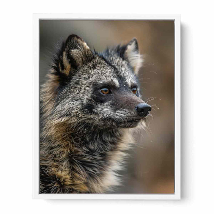 Racoon Dog Framed Print