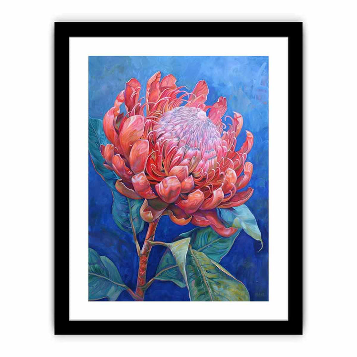 Waratah   Art Print