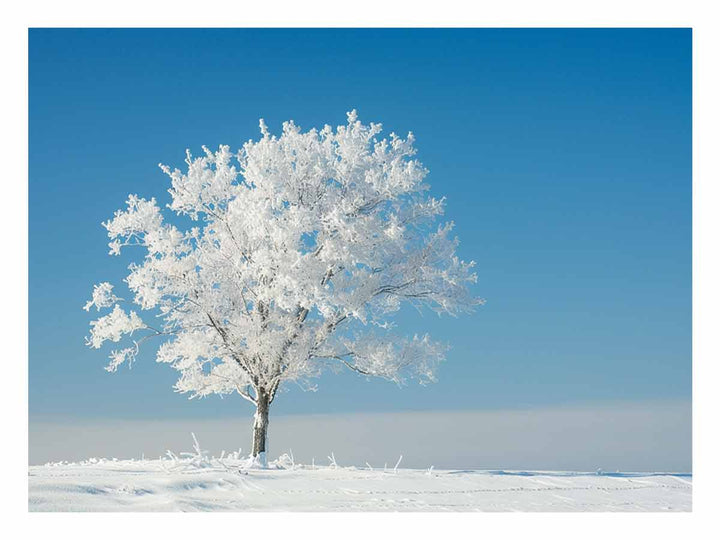 Solitary Tree 