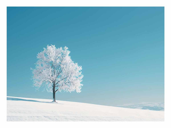 Winter Tree 