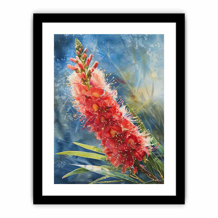 Callistemon Flower  Art Print