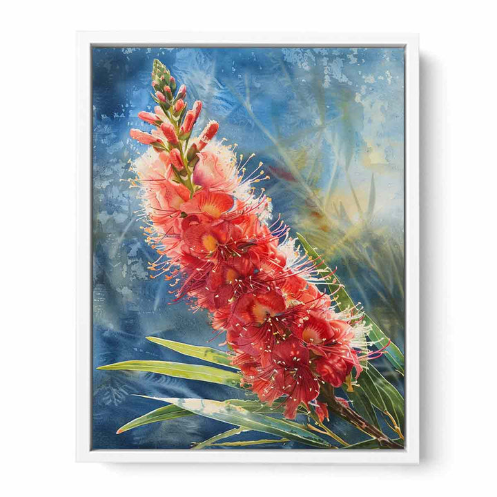 Callistemon Flower Framed Print