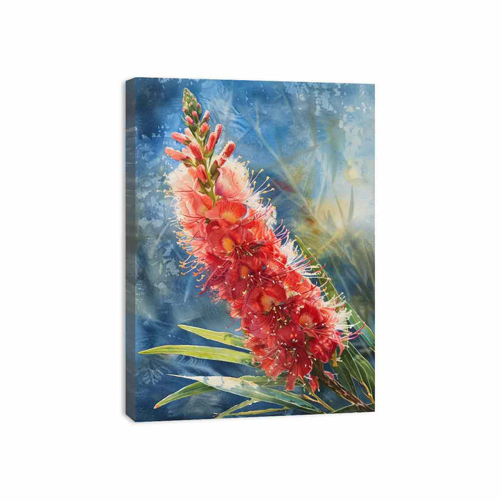 Callistemon Flower Canvas Print