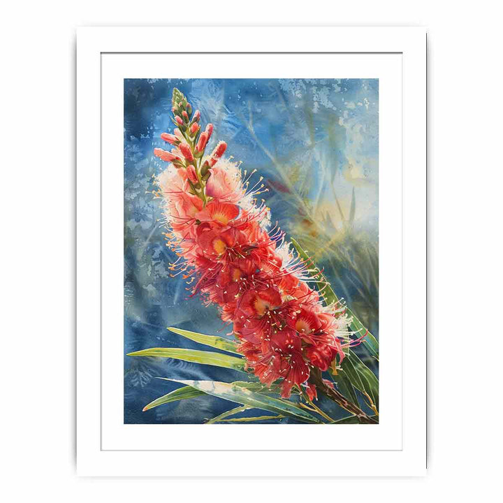 Callistemon Flower Streched canvas