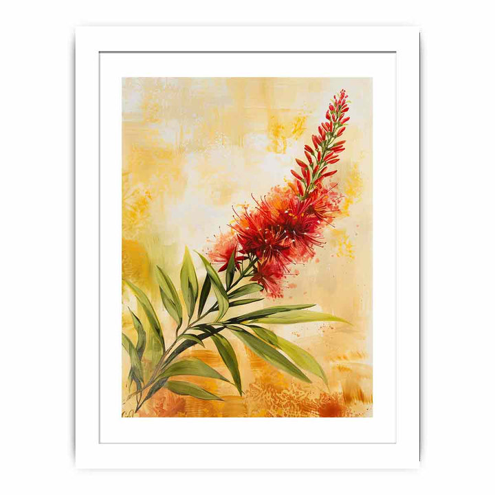 Callistemon  Streched canvas