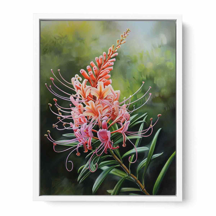 Grevillea Flower Framed Print