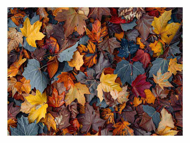  Autumn Leaves 