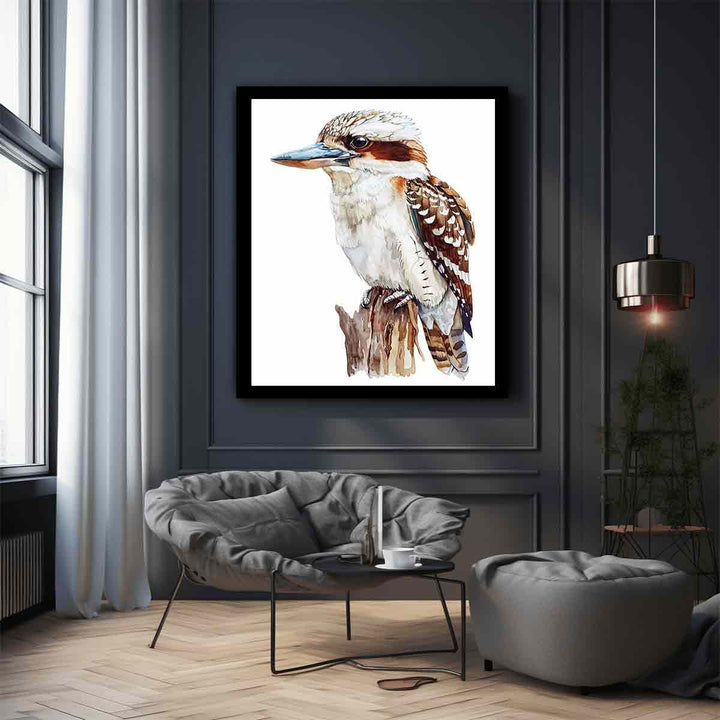 Kookaburra  