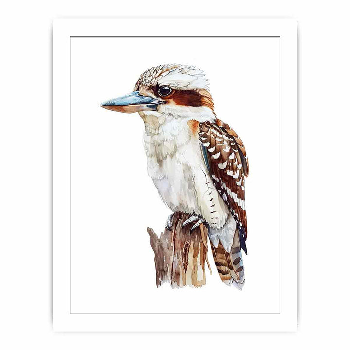 Kookaburra  Streched canvas