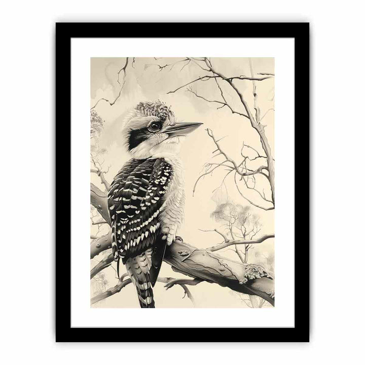 Kookaburra   Art Print