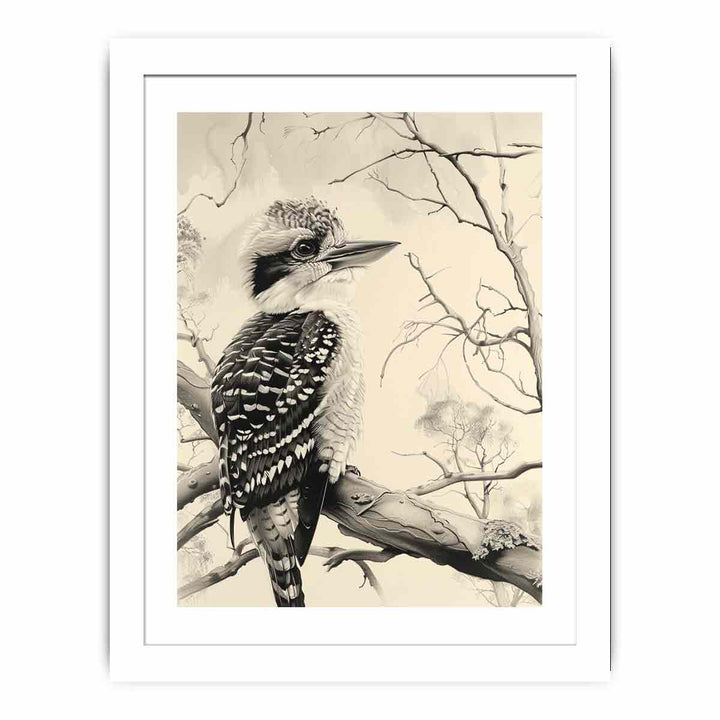 Kookaburra  Streched canvas