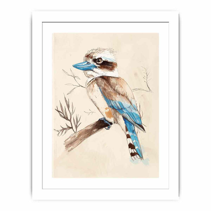 Cute Kookaburra  Streched canvas