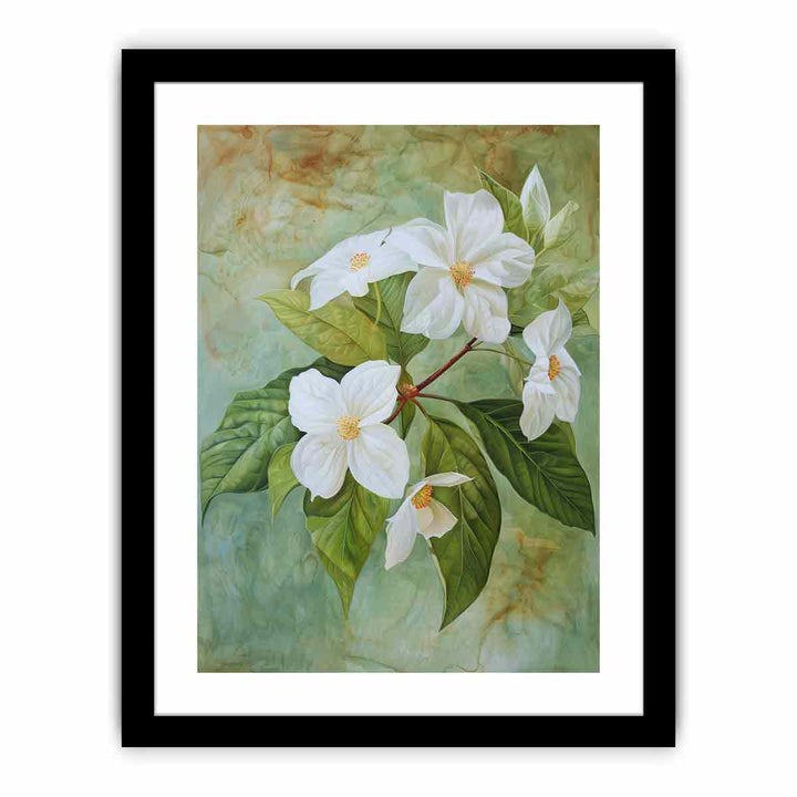 Swainsona Formosa Flower  Art Print