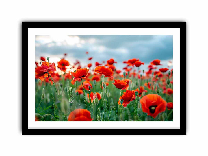 Red Poppy Filed   Art Print