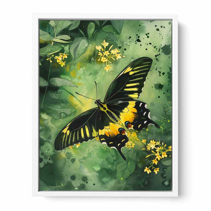 Birdwing Butterfly Framed Print