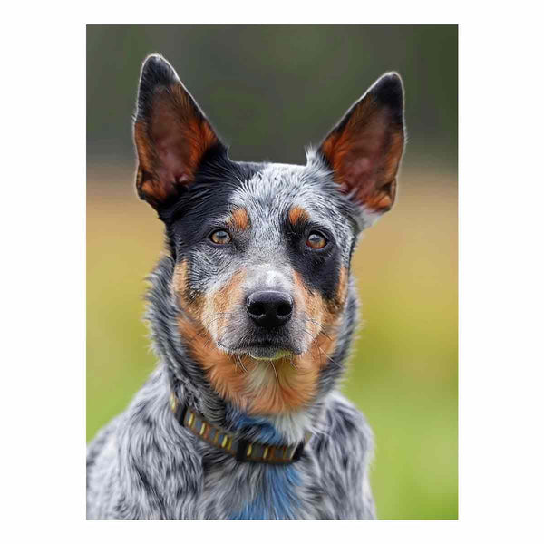 Cattle Dog