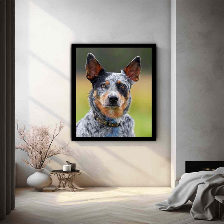 Cattle Dog 