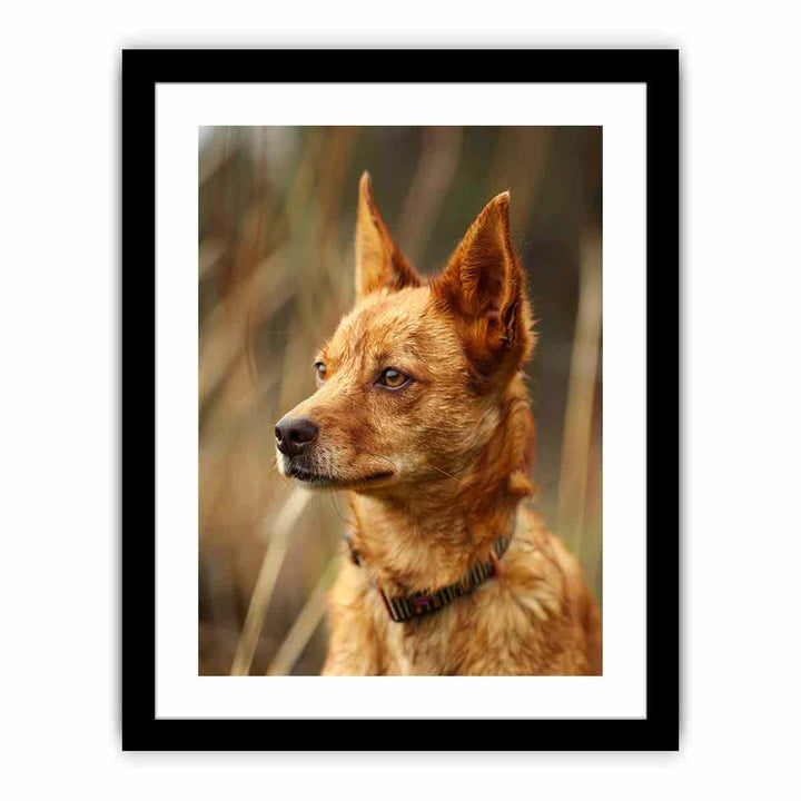 Red Heeler  Art Print