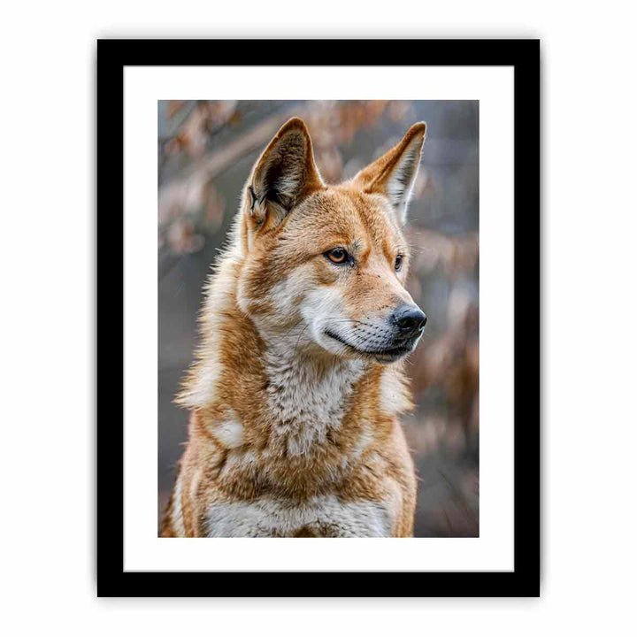 Dingo  Art Print