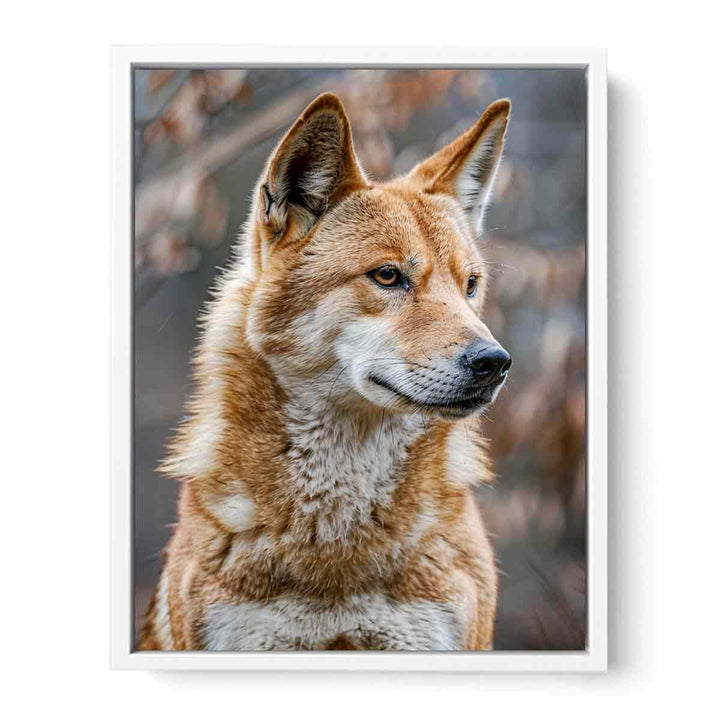 Dingo Framed Print