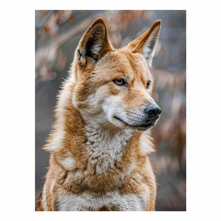 Dingo