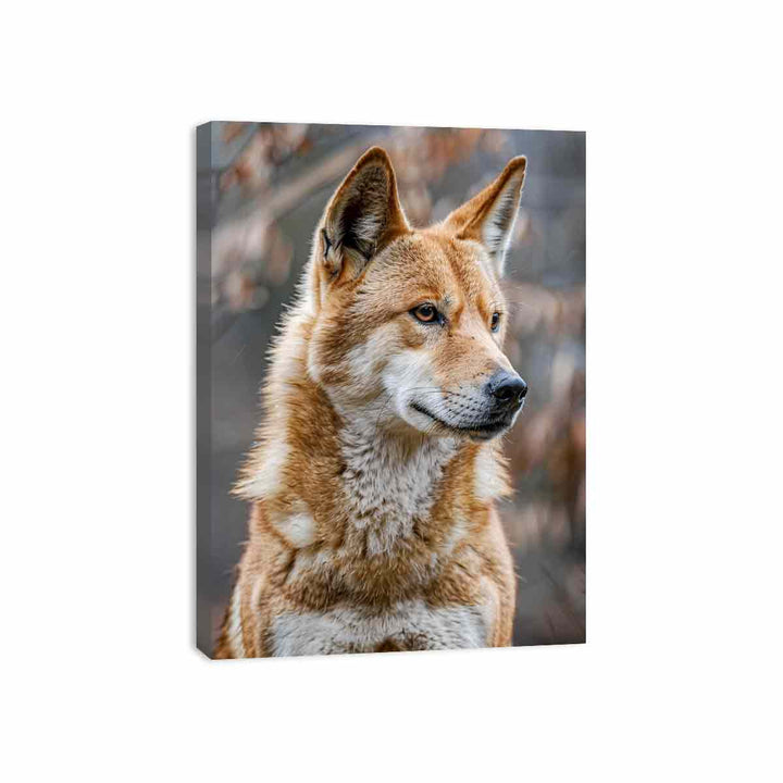 Dingo Canvas Print