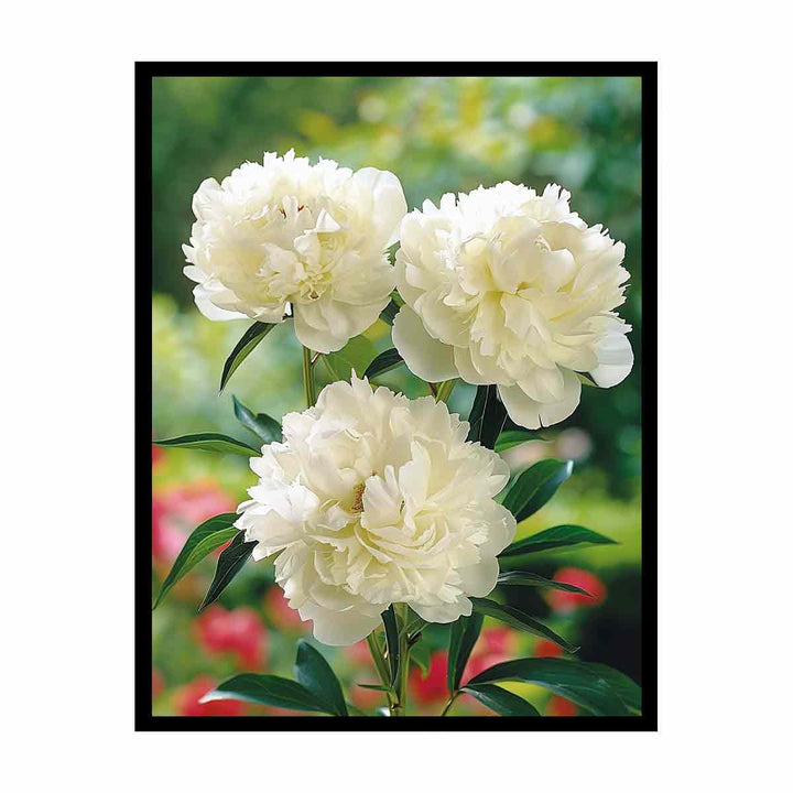 White Peony  Painting