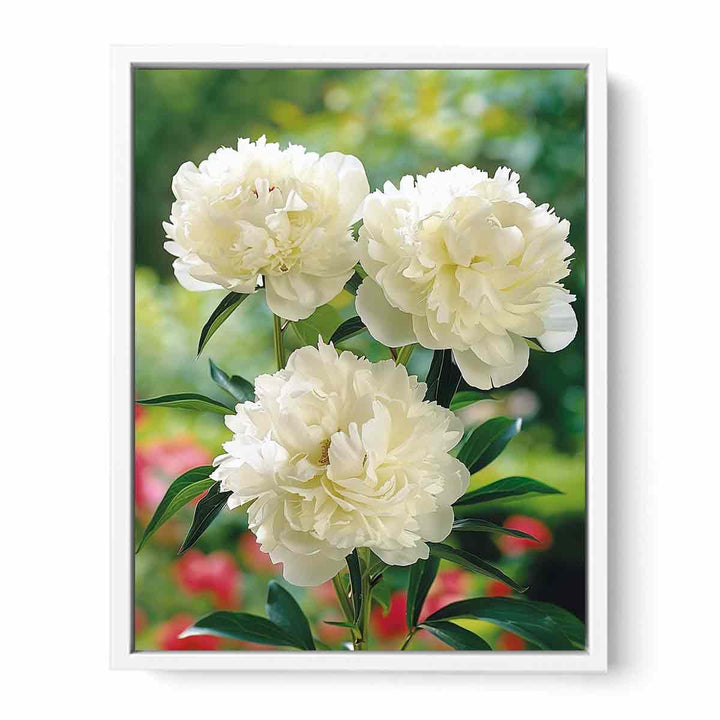 White Peony Framed Print