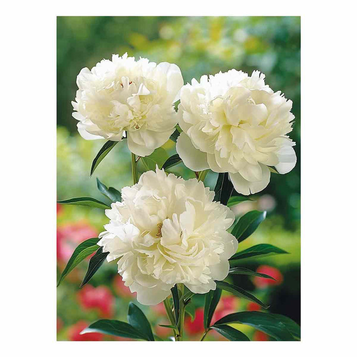 White Peony