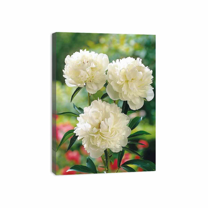 White Peony Canvas Print