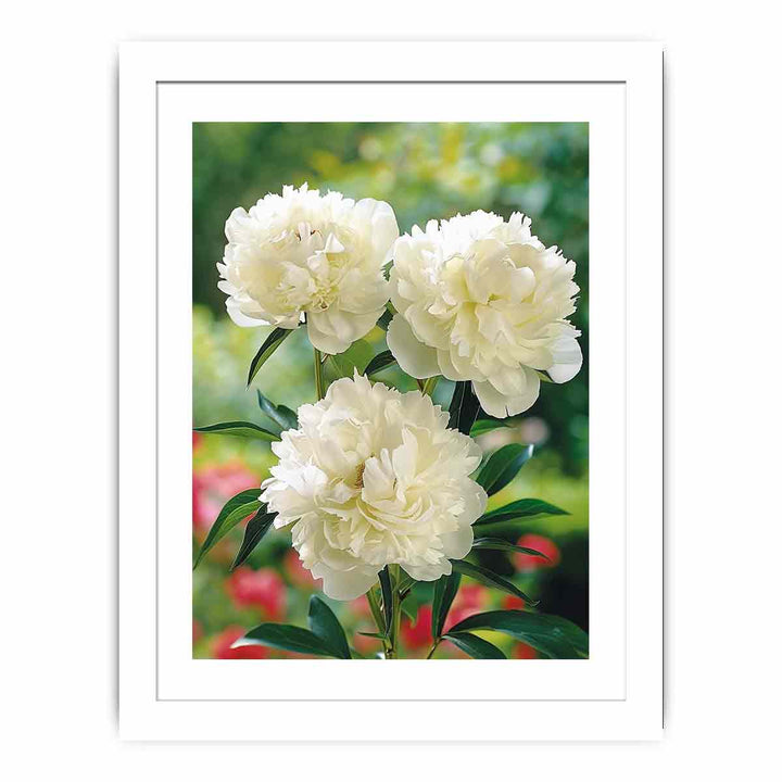 White Peony Streched canvas