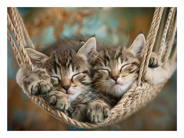 Cute Kittens