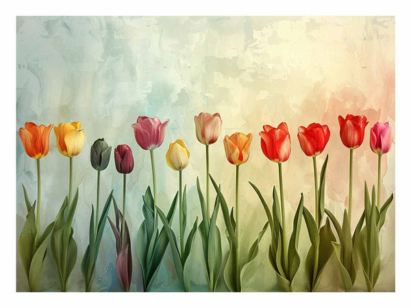 Colorful Tulips