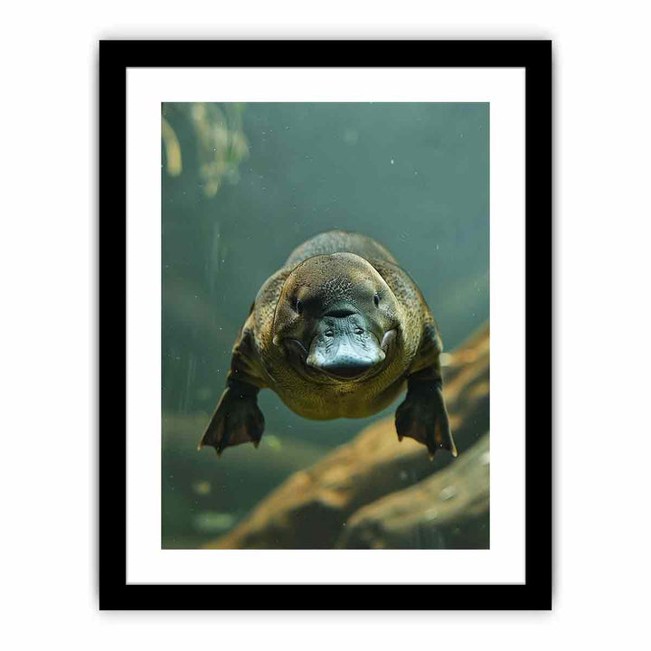 Platypus  Art Print